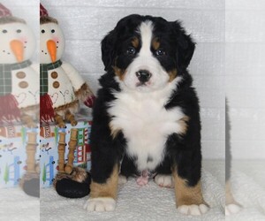 Bernese Mountain Dog Puppy for sale in FREDERICKSBURG, OH, USA