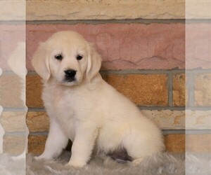 English Cream Golden Retriever Puppy for sale in FREDERICKSBG, OH, USA