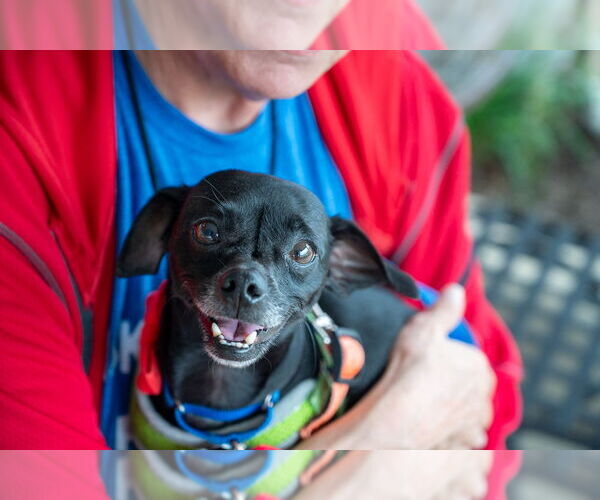 Medium Photo #12 Italian Greyhuahua Puppy For Sale in Mundelein, IL, USA
