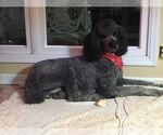Small Photo #8 Poodle (Standard) Puppy For Sale in ARAB, AL, USA