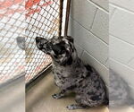 Small #2 Australian Shepherd-Catahoula Leopard Dog Mix