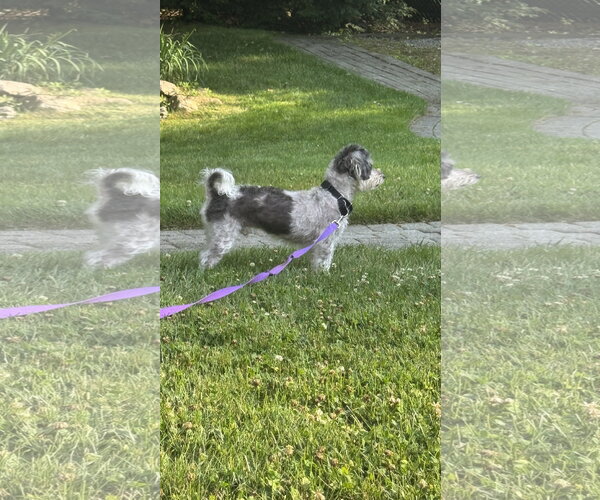 Medium Photo #4 Poodle (Miniature)-Unknown Mix Puppy For Sale in Rockaway, NJ, USA