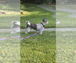 Small #3 Poodle (Miniature) Mix