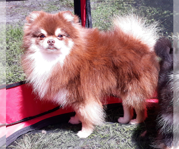 Medium Photo #1 Pomeranian Puppy For Sale in WEST PALM BEACH, FL, USA