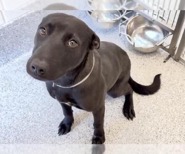 Medium Photo #2 Labrador Retriever-Unknown Mix Puppy For Sale in Houston, TX, USA