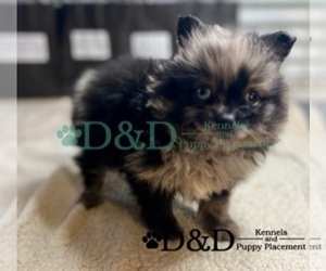 Pomeranian Puppy for sale in RIPLEY, MS, USA
