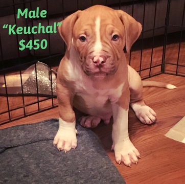 Medium Photo #1 American Bulldog Puppy For Sale in LEAGUE CITY, TX, USA