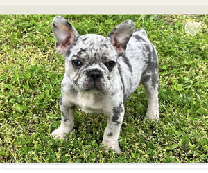 French Bulldog Puppy for sale in WENTZVILLE, MO, USA