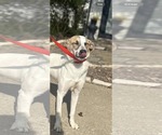 Small #1 Greyhound Mix