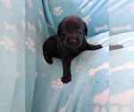 Small #9 German Malinois