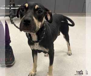 Labrador Retriever-Unknown Mix Dogs for adoption in Washington, DC, USA