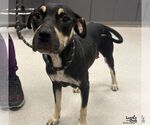 Maple - Female Labrador Retriever-Unknown Mix Dog for Adoption - Small photo