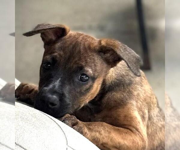 Medium Photo #3 Boxer-Unknown Mix Puppy For Sale in Yardley, PA, USA