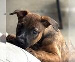 Small #2 Boxer Mix