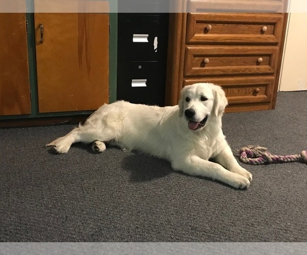 Medium Photo #93 English Cream Golden Retriever Puppy For Sale in NORTHWOOD, OH, USA