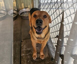 Mutt Dogs for adoption in El Centro, CA, USA