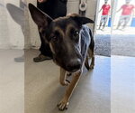 Small German Shepherd Dog