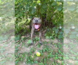 American Pit Bull Terrier-Unknown Mix Dogs for adoption in Germantown, OH, USA