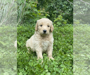 Goldendoodle Puppy for sale in WEAVERVILLE, NC, USA