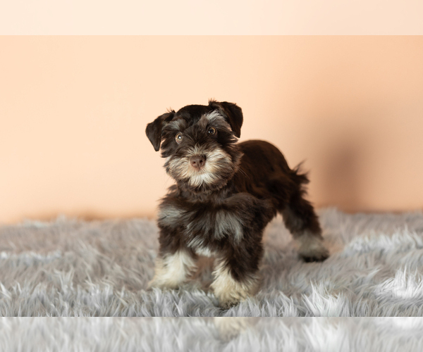 Medium Photo #2 Schnauzer (Miniature) Puppy For Sale in NAPPANEE, IN, USA