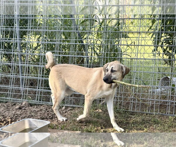 Medium Photo #27 Anatolian Shepherd-Rhodesian Ridgeback Mix Puppy For Sale in Higley, AZ, USA