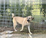 Small #26 Anatolian Shepherd-Rhodesian Ridgeback Mix