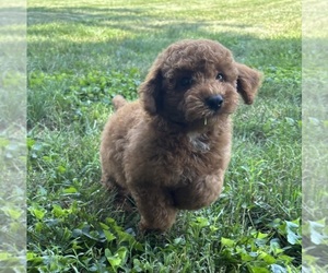 Goldendoodle (Miniature) Puppy for sale in FRANKLIN, IN, USA