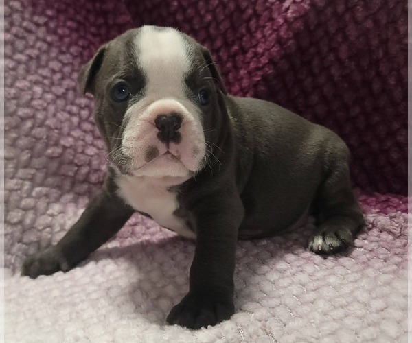 Medium Photo #1 Olde English Bulldogge Puppy For Sale in ATHOL, ID, USA