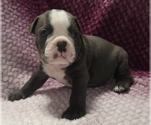 Olde English Bulldogge Puppy for sale in ATHOL, ID, USA