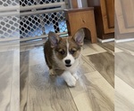 Puppy Willy Pembroke Welsh Corgi