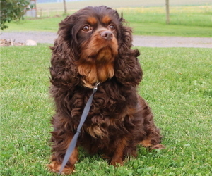 Father of the Cavapoo puppies born on 05/08/2025