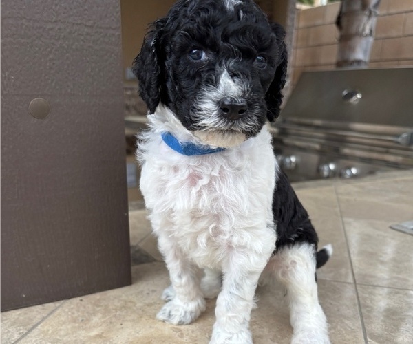 Medium Photo #3 Poodle (Standard) Puppy For Sale in TEMECULA, CA, USA
