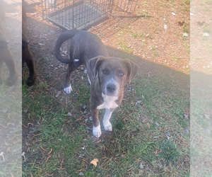 Peter Pan (Peter Pan Litter) - Male Mountain Cur-Unknown Mix Dog for Adoption - Photo #3