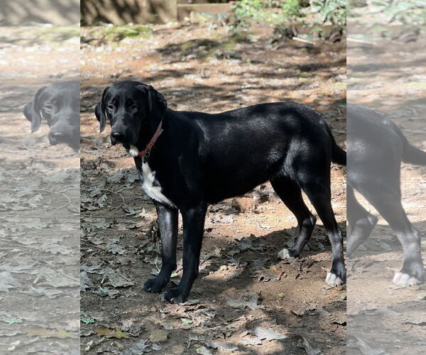 Medium Photo #3  Puppy For Sale in , 