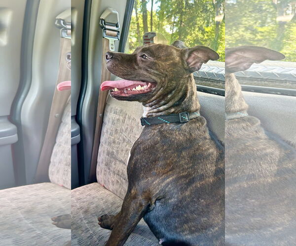 Medium Photo #8 Staffordshire Bull Terrier Puppy For Sale in Mount Laurel, NJ, USA