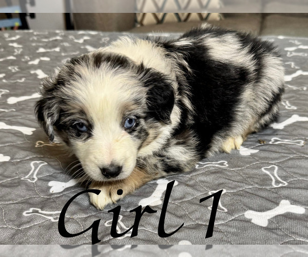Medium Photo #65 Miniature Australian Shepherd Puppy For Sale in SALISBURY, NC, USA