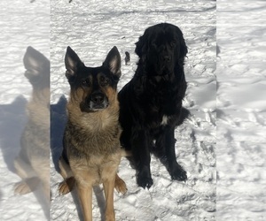 Mother of the German Shepherd Dog-Newfoundland Mix puppies born on 02/01/2022