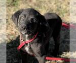Small #3 Labrador Retriever Mix