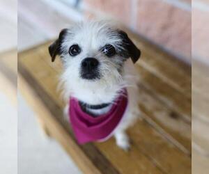 Mutt Dogs for adoption in San Antonio, TX, USA