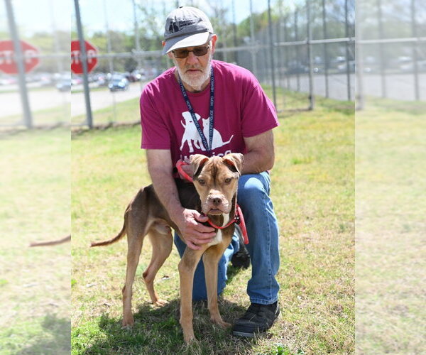 Medium Photo #2 Mutt Puppy For Sale in Glen Allen, VA, USA