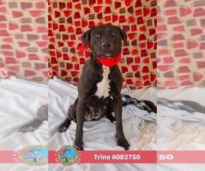 Black Mouth Cur-Unknown Mix Dogs for adoption in Mobile, AL, USA