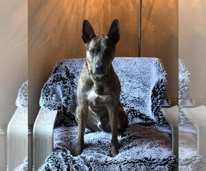 Saint- Diamond Dog - Male Catahoula Leopard Dog-Holland Shepherd Mix Dog for Adoption - Photo #2