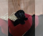 Puppy Sofi Labrador Retriever
