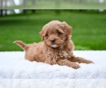 Small #3 Goldendoodle (Miniature)