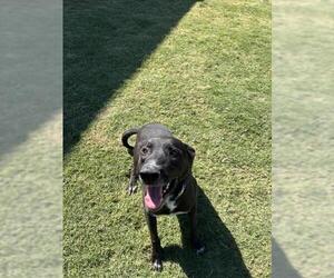 German Shepherd Dog-Unknown Mix Dogs for adoption in Temple, TX, USA
