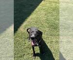 CHICO - Male German Shepherd Dog-Unknown Mix Dog for Adoption - Small photo
