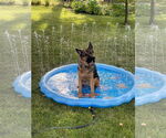 Small German Shepherd Dog