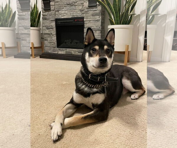 Medium Photo #4 Shiba Inu Puppy For Sale in Rootstown, OH, USA