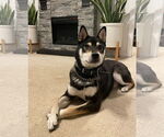 Small #3 Shiba Inu