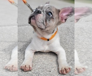 French Bulldog Puppy for sale in TAMPA, FL, USA